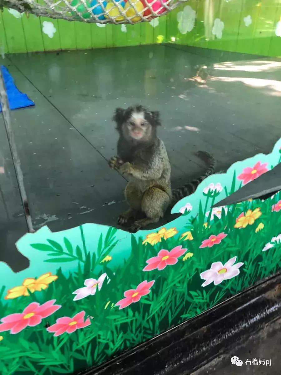 长隆欢乐世界和长隆野生动物园,广州长隆野生动物园侏罗纪公园