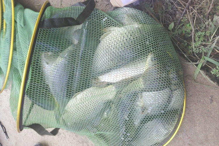 黑坑鲤鱼小药绝密配方,鲤鱼黑坑小药配方大全