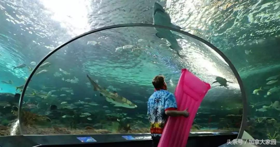 一男子跳进鲨鱼池,美国一男子跳进水族馆鱼缸