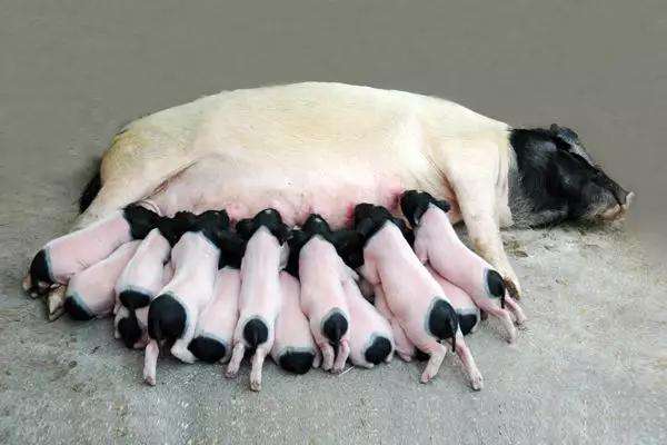 土猪前景分析,土猪养殖成本与利润