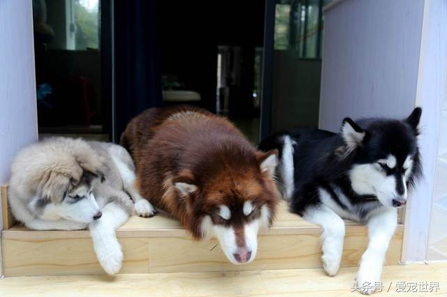 刘二豆和瓜子为什么不能经常更新,刘二豆和瓜子的名字是从哪里来的