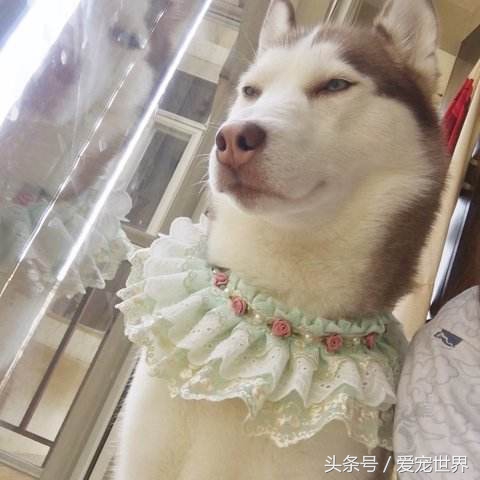 刘二豆和瓜子为什么不能经常更新,刘二豆和瓜子的名字是从哪里来的