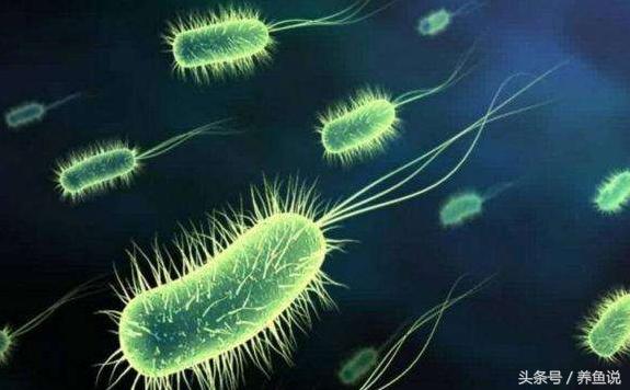 鱼缸水质恶化后自然净化,鱼缸水质净化最佳方法