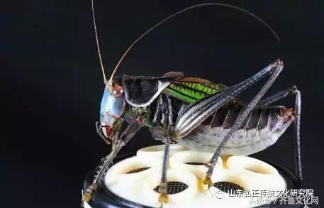 养蝈蝈好处与坏处,养蝈蝈要注意什么