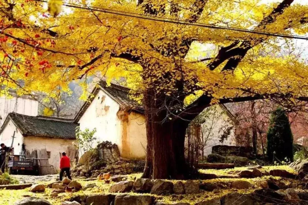 2019河南最美民宿,河南值得住的民宿推荐