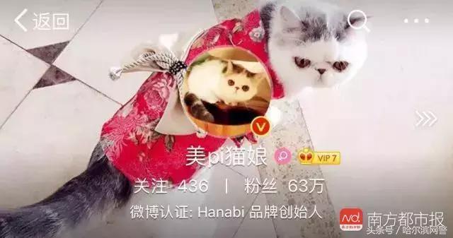 网红猫娘假货怎么处罚,猫娘售假完整版