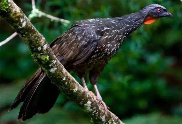 蓝山咖啡猫屎咖啡意式咖啡的区别,猫屎咖啡和普通咖啡选哪样