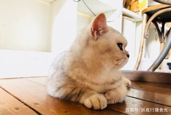 国内最好的猫咪咖啡厅,猫咪咖啡馆有几家