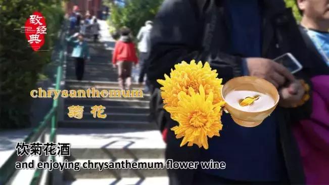 岁岁重阳今又重阳抖音版,岁岁重阳今又重阳视频