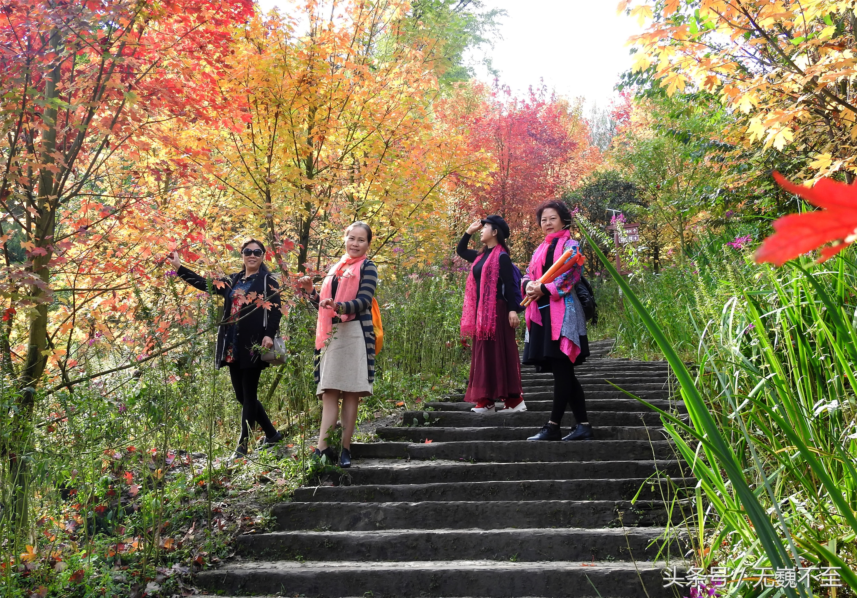 川西红枫岭赏红叶美景,成都红枫岭
