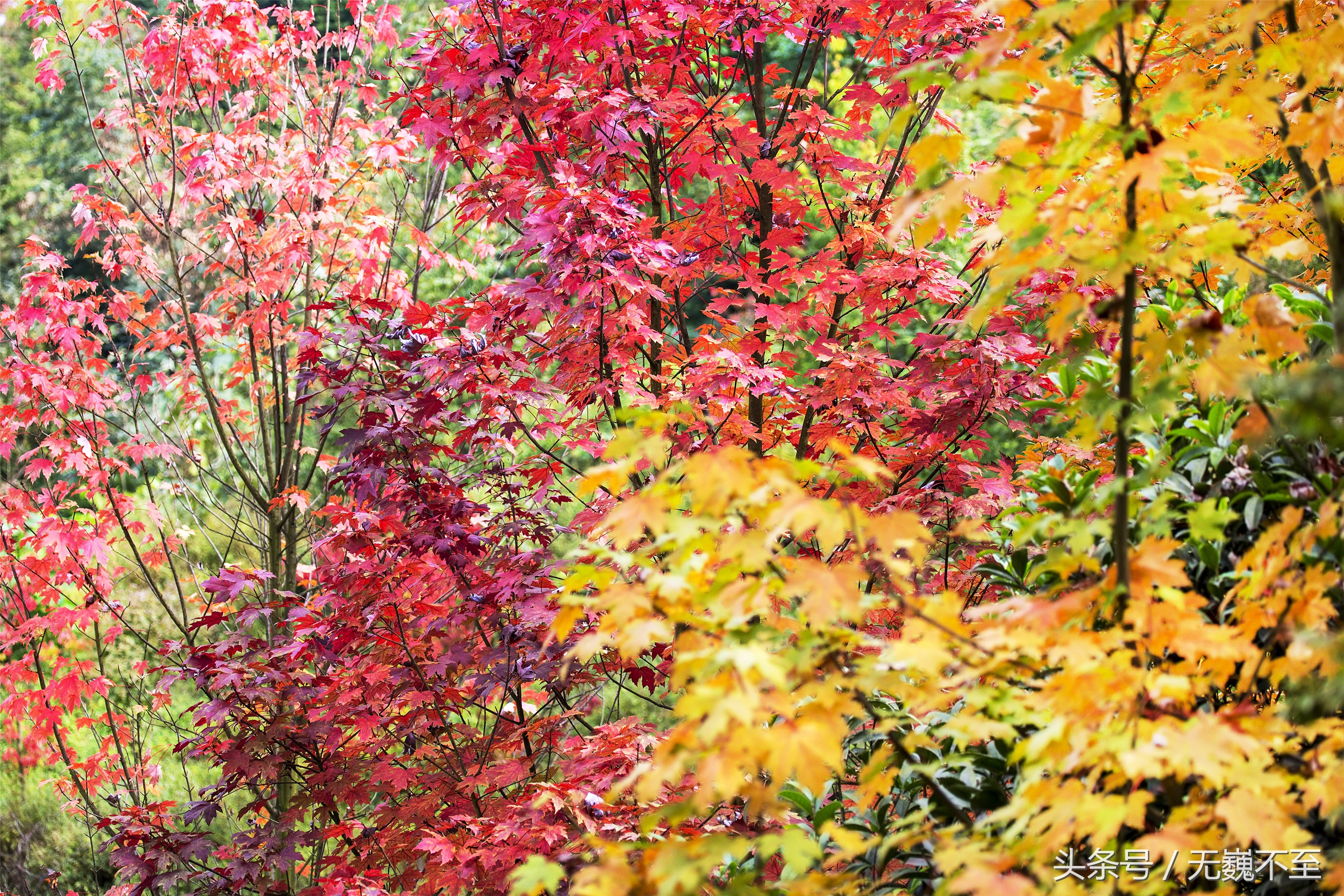 谁言不解“枫”情？金秋观红叶独爱川西红枫岭