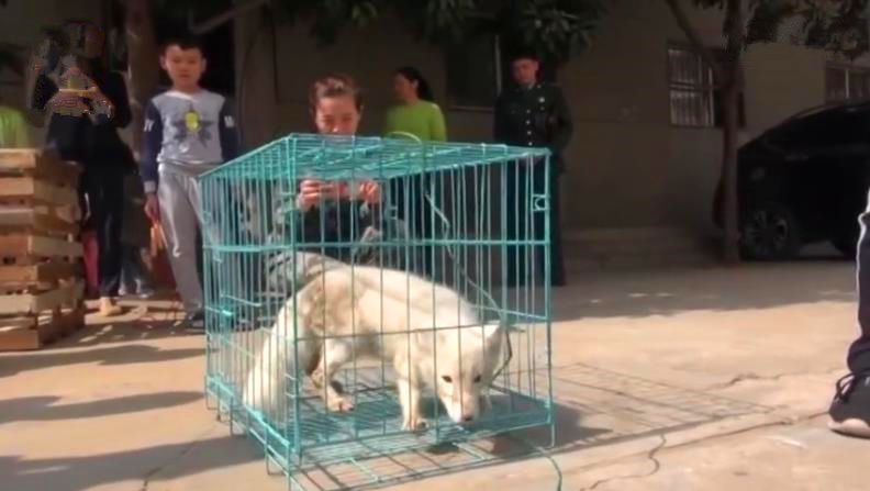 小白狐私闯大院被抓，误当成银狐犬饲养，最后无奈与兵哥哥道别！