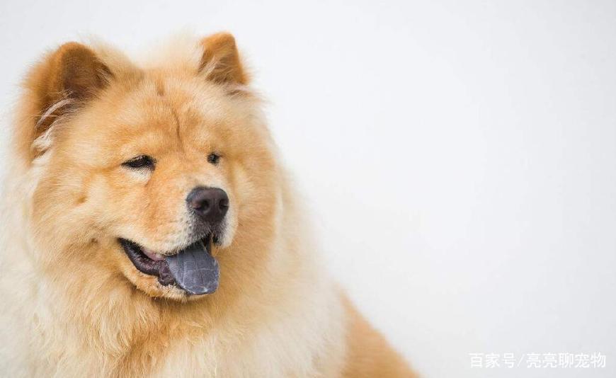 松狮喂养啥食物,松狮幼犬怎么喂养方法图解