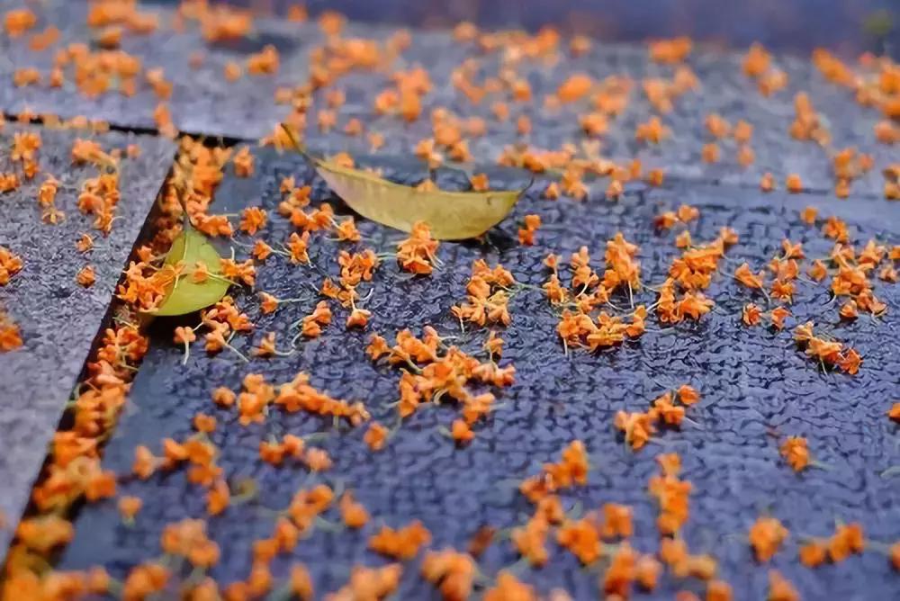 秋意浓，又到了泡温泉的好时节！南京汤山可真是个泡温泉的好地方