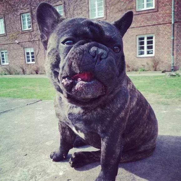 法国斗牛犬怎么看品相,教你挑选一只品相好的法国斗牛犬