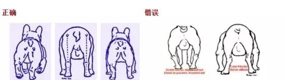 法国斗牛犬怎么看品相,教你挑选一只品相好的法国斗牛犬