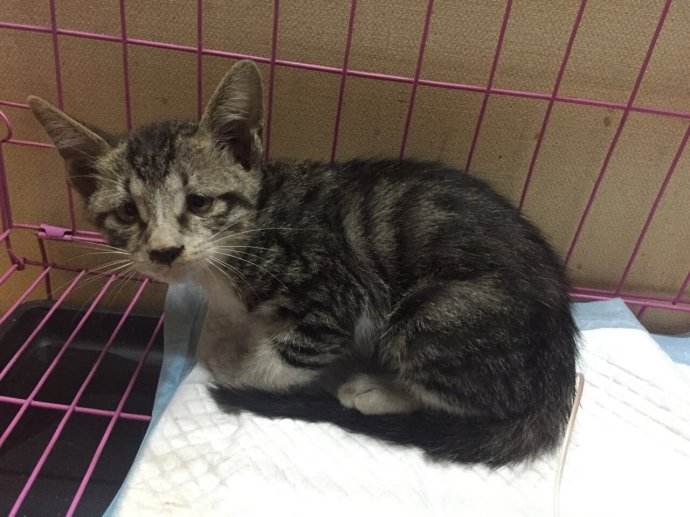 没钱想养猫怎么办,没钱就不能养猫吗