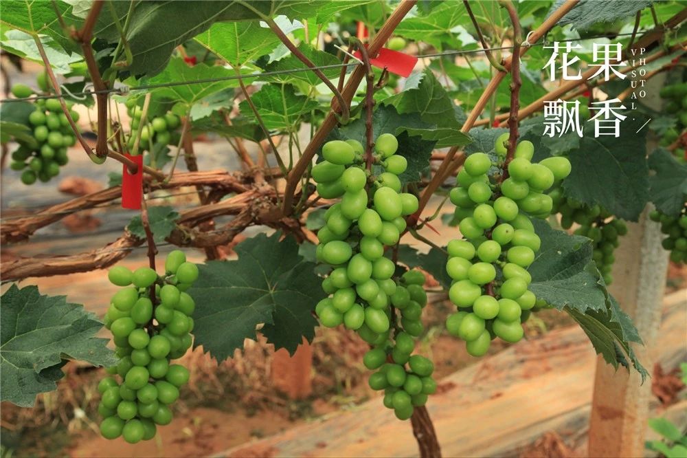 阳光玫瑰价格暴跌什么原因,阳光玫瑰市场价多少钱一公斤