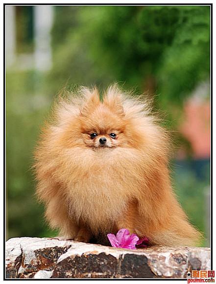 各种狗狗搞笑视频集锦,狗狗集锦