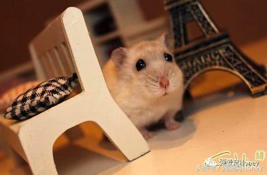 仓鼠中记忆强大的仓鼠品种,布丁仓鼠和三线仓鼠为什么会打架