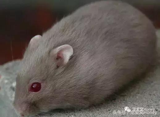 三线仓鼠和银狐仓鼠一起养可以吗,紫仓仓鼠和三线仓鼠哪个仓鼠更好