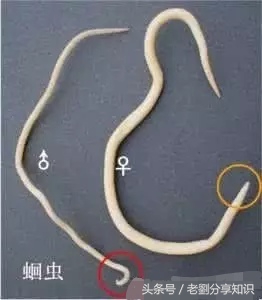 八年级上册地理生物知识,八年级上册生物知识与能力答案