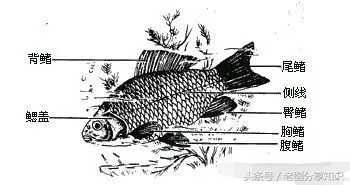 八年级上册地理生物知识,八年级上册生物知识与能力答案