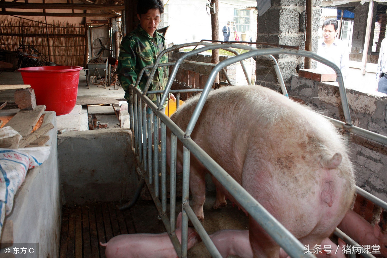 猪链霉素过敏的急救方法,猪打针过量过敏怎么处理