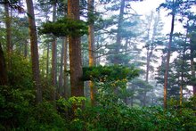 伊春市简介及概况,黑龙江伊春市位置