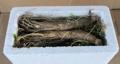 长白山鲜人参的正确吃法和功效,99%的人都没吃过的长白山鲜人参