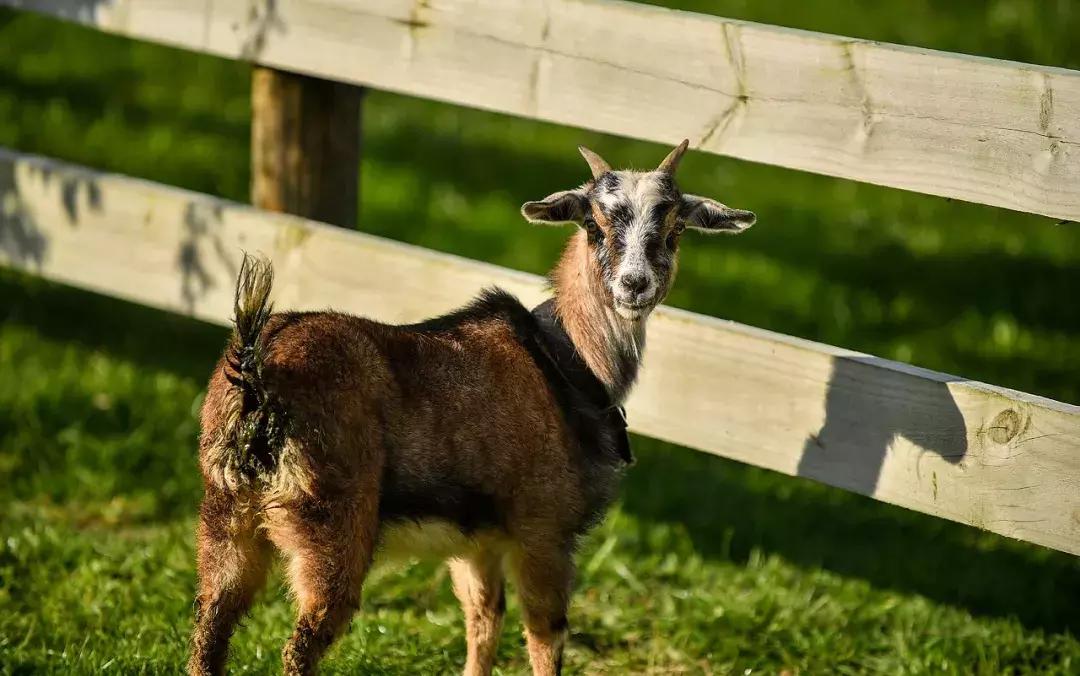 有超大草坪的庄园,大型生态农场庄园10万亩