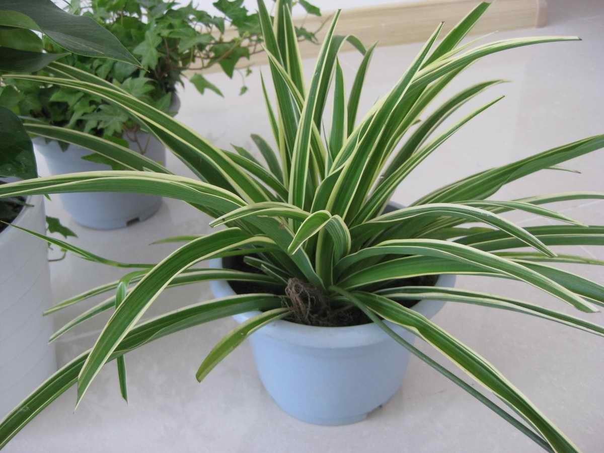 吊兰黄叶的原因及解决办法,吊兰老是不生根怎么办