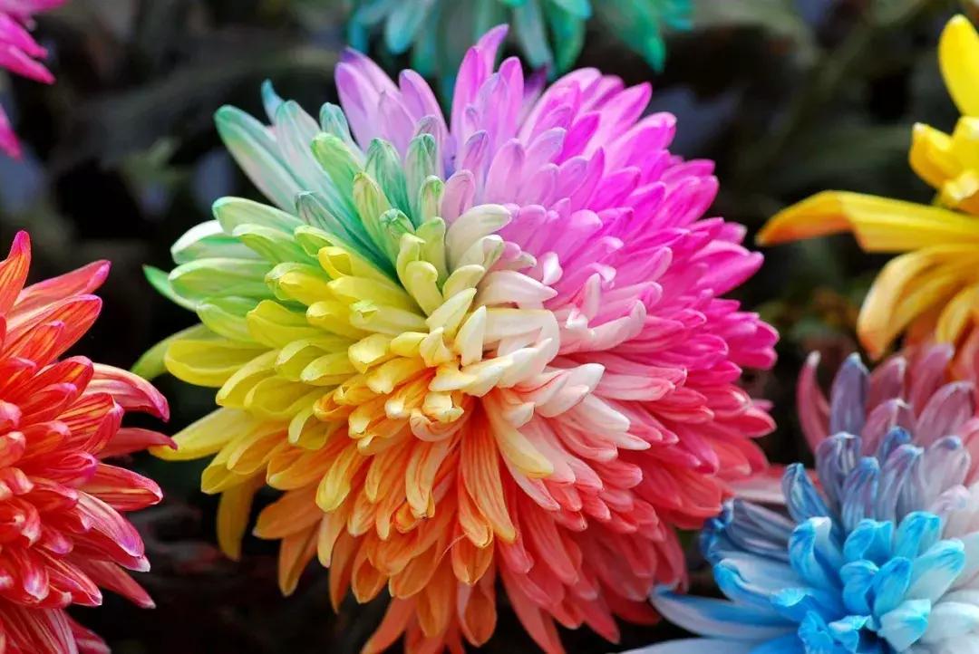 开封的彩色菊花是真的吗,开封七彩菊花展