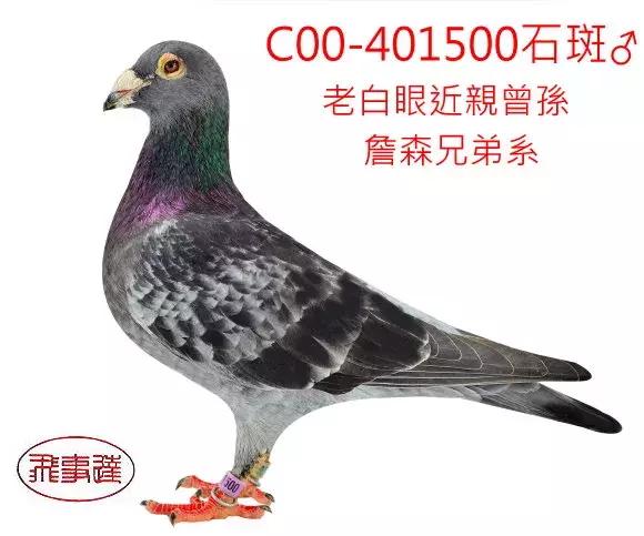 饲料控高峰，鸽脚冰冷是危险信号！