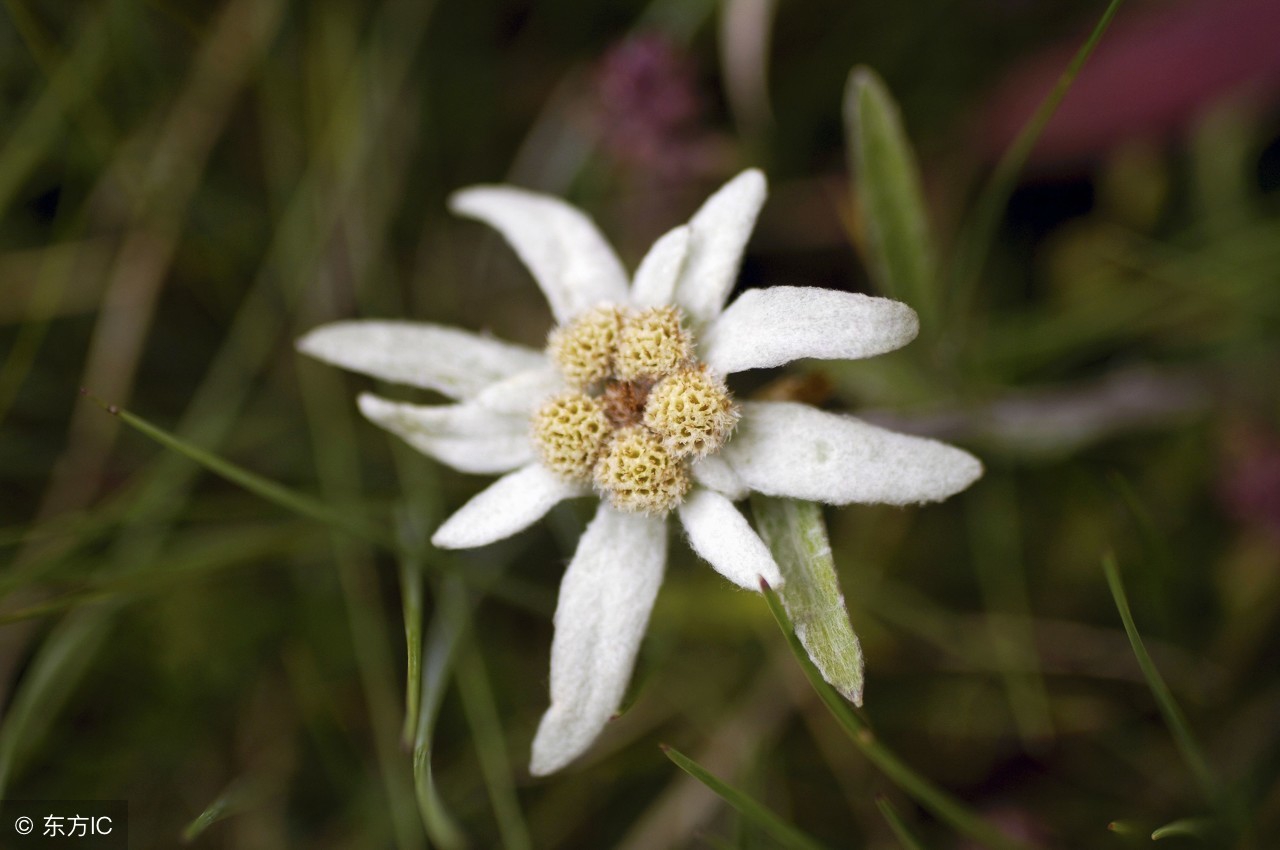 世界各国的国花都是什么,世界各国的国花花语