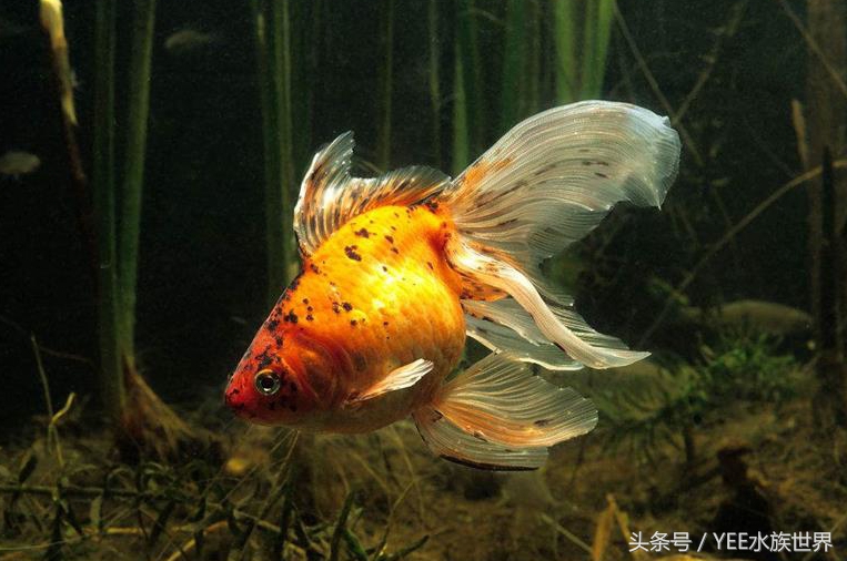 如何防止金鱼祸害水草,如何避免金鱼吃水草