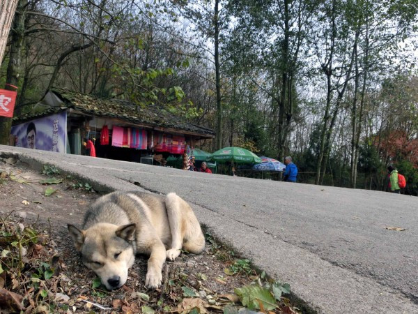 张家界国家森林公园天门山两日游,张家界天门山自由行攻略一日游