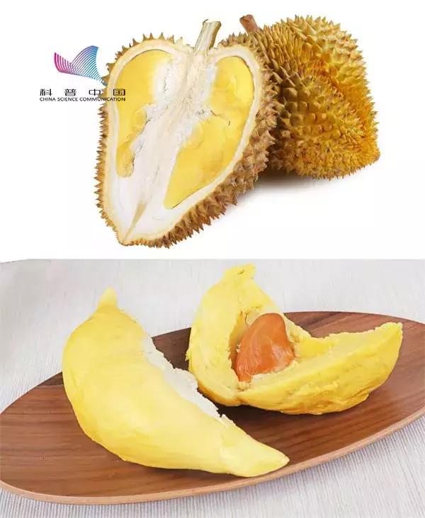 我们是怎么分辨榴莲是臭的香的,为什么有的榴莲很臭有的榴莲很香
