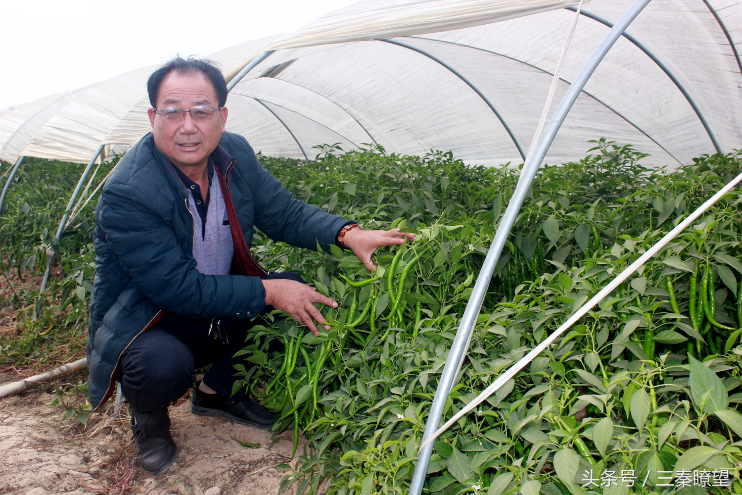 小产业引领大发展——陕西蒲城县龙池镇平头村高会学发展辣椒产业带领村民脱贫致富事迹