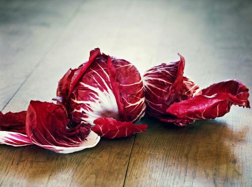 红菊苣种子价格,菊苣的种子多少钱一斤