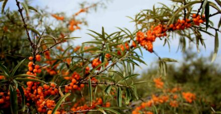 沙棘神奇的植物,沙棘到底是什么植物