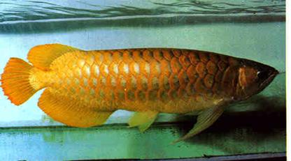 无需打氧的观赏鱼龙鱼,和龙鱼差不多的观赏鱼