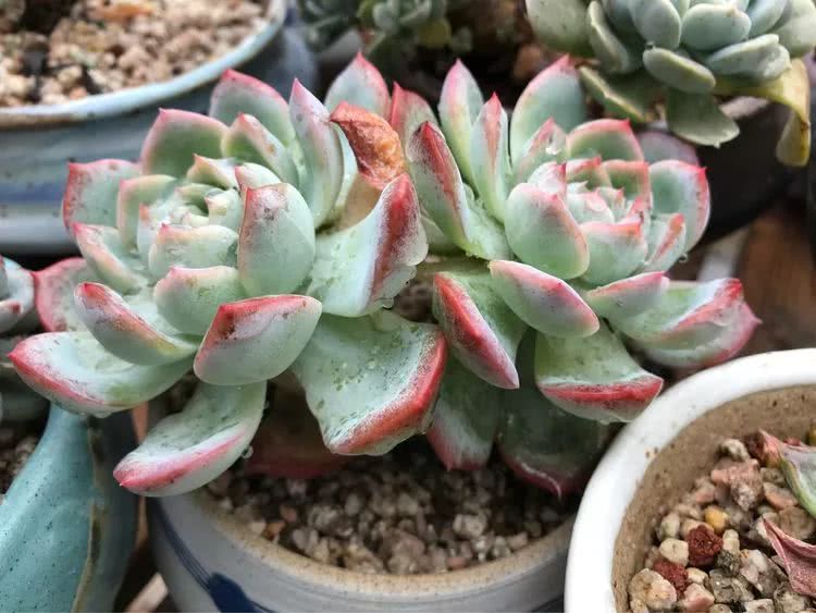 大家平时养多肉比较喜欢哪个系列,四年的养殖生涯