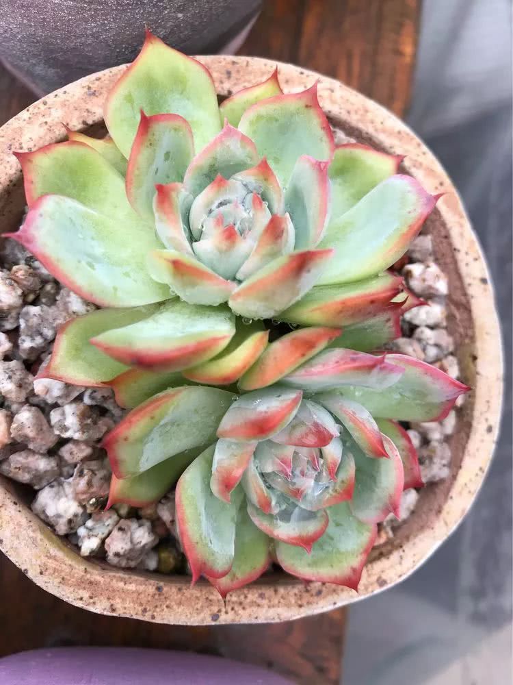 大家平时养多肉比较喜欢哪个系列,四年的养殖生涯