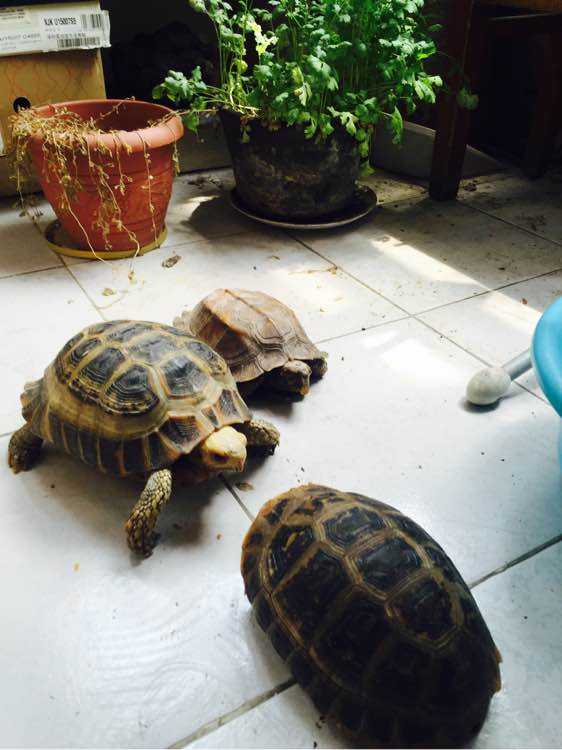 秋季准备工作；缅陆该如何冬眠？