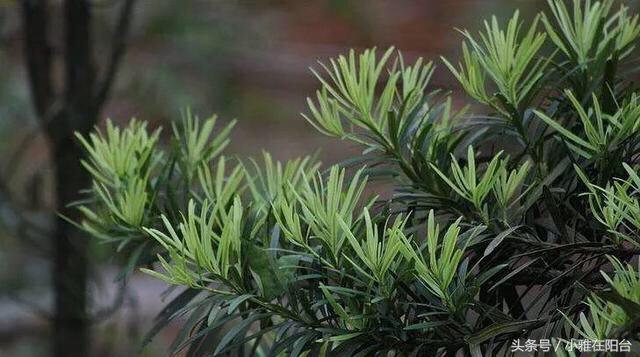 罗汉松叶子枯萎怎么治疗,罗汉松叶子枯萎后怎么补救