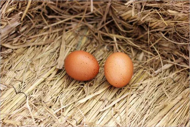 吃蛋真的有营养吗,吃蛋多多的副作用