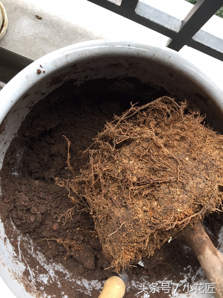 四季茶花落叶怎么挽救,茶花落叶的原因及救治方法