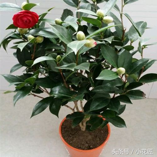 四季茶花落叶怎么挽救,茶花落叶的原因及救治方法