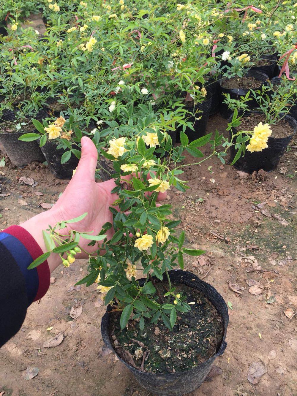 木香花又叫什么花,木香花的生长条件